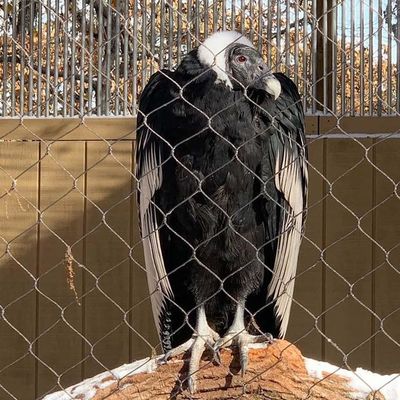 डायमंड फ्लेक्सिबल स्टेनलेस स्टील वायर रस्सी केबल मेष चिड़ियाघर मेष