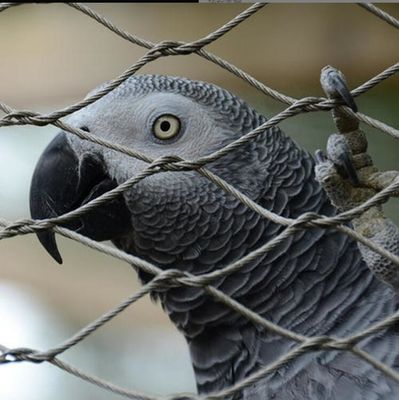 यूवी प्रतिरोधी स्टेनलेस स्टील वायर रस्सी जाल लंबे जीवनकाल और गैर विषैले गुणों के साथ चिड़ियाघर बाड़ और पक्षी के लिए