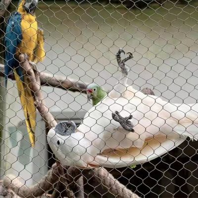 स्टेनलेस स्टील रस्सी जाल के साथ हीरे छेद के आकार यूवी प्रतिरोधी और 10 साल की वारंटी चिड़ियाघर बाड़ और एवियरी के लिए
