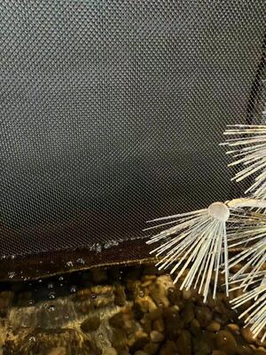 झरना दीवार जाल के लिए स्टेनलेस स्टील सजावटी कुंडल चिलमन